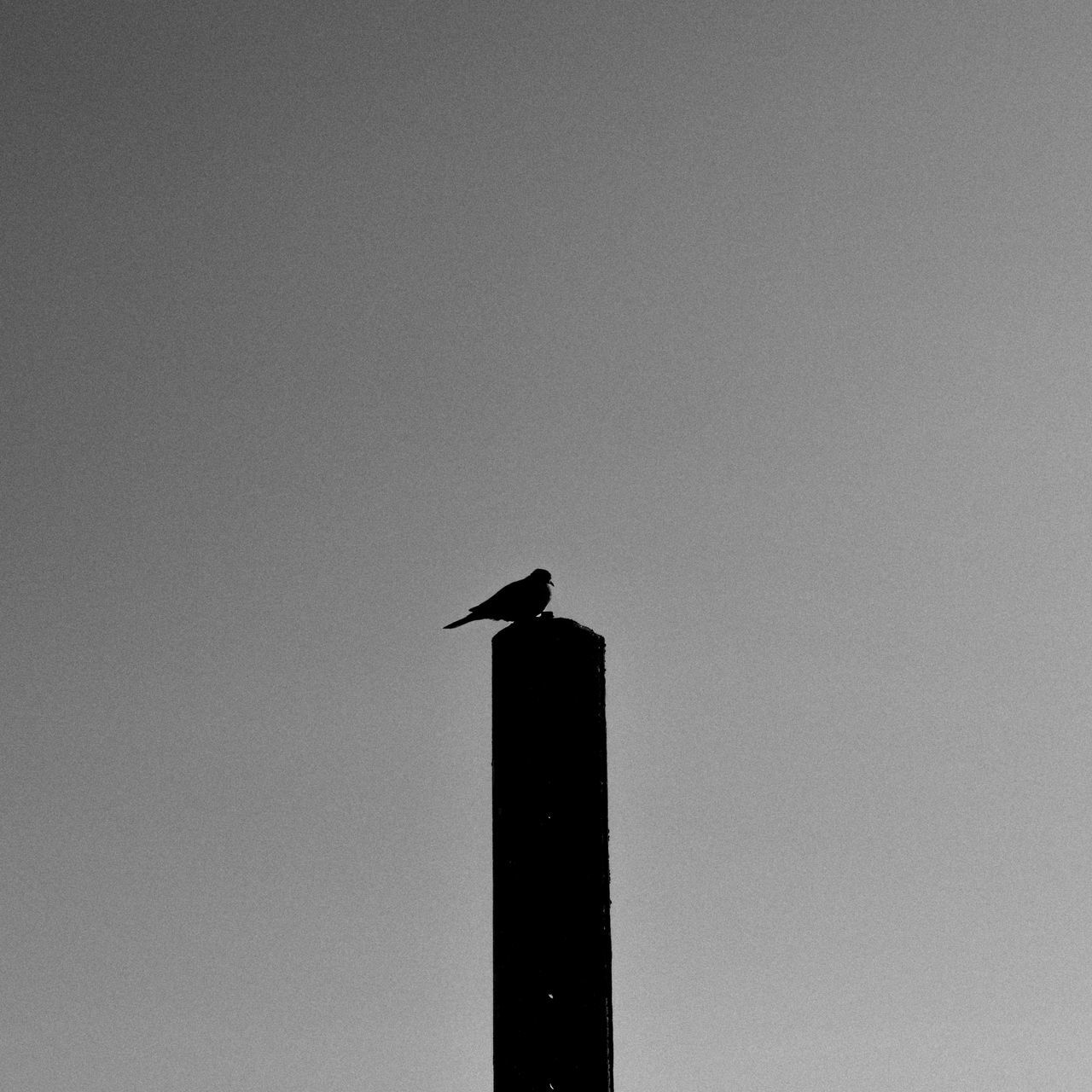 bird, animals in the wild, animal wildlife, vertebrate, animal, animal themes, one animal, perching, copy space, sky, low angle view, clear sky, no people, silhouette, nature, outdoors, day, crow, architecture, built structure