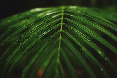 Close-up of raindrops on green leaves