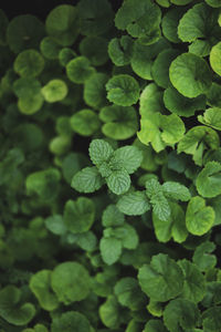 Full frame shot of fresh green leaves