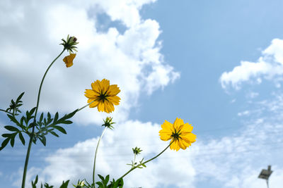 Low angle view of yellow flowering plant against sky