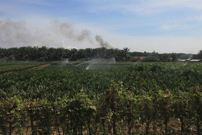 Scenic view of agricultural field against sky