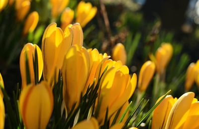 Close-up of yellow flowers in field