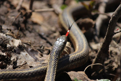 Close-up of snake on field