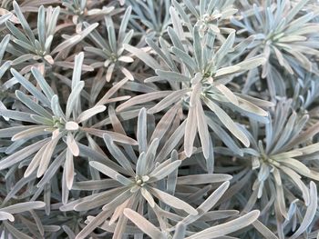 Full frame shot of fresh white plants