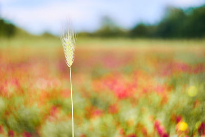 Close-up of flowering plant on land