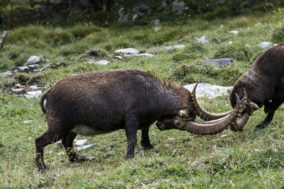 Side view of horse grazing on field