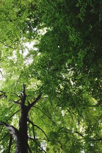 Low angle view of trees in forest