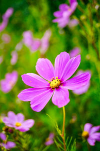 Close-up of pink cosmos flowers