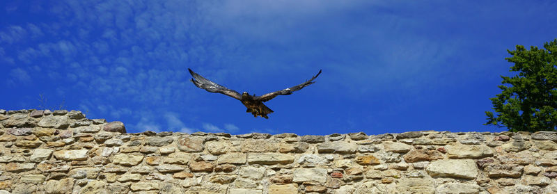 Low angle view of eagle flying against sky