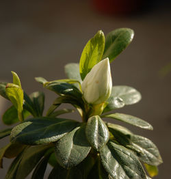 Close-up of green plant