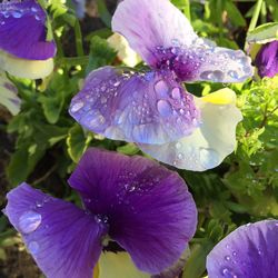Close-up of purple flower