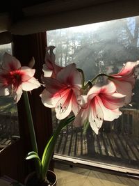 Close-up of orchids