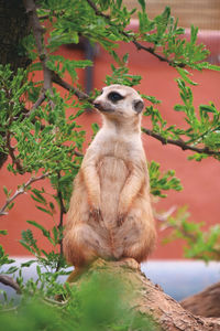 A funny looking meerkat