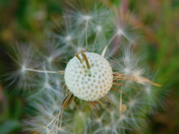 Close-up of dandelion on plant