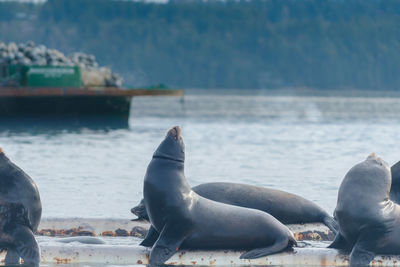 Close-up of sea lions at beach