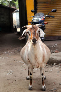 Village goat standing in front of its owner's house in west bengal kolkata india.