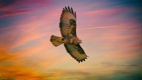 Low angle view of eagle flying against sky