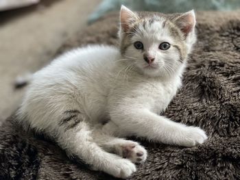 Close-up portrait of cat