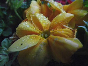 Close-up of fruits on water
