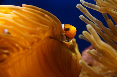 Close-up of fish swimming in sea