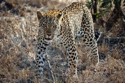 Close-up of leopard