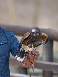 Close-up of bird perching on hand