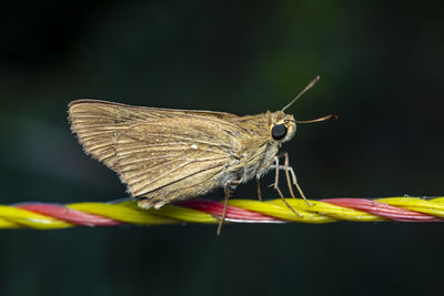 Close-up of butterfly on flower