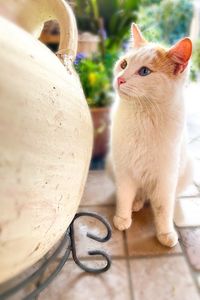Close-up of a cat looking away