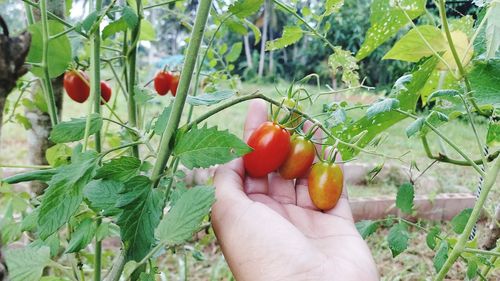 Cropped image of hand holding fruits