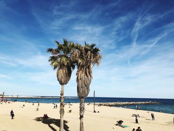 Palm trees on beach against sky