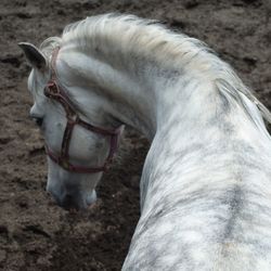 Close-up of horse on field