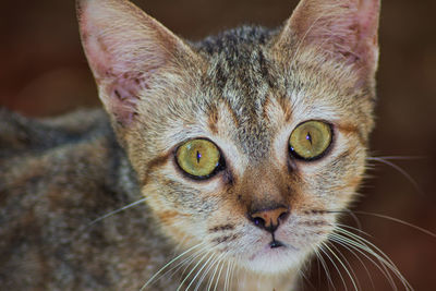 Close-up portrait of a cat