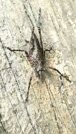 Close-up of insect on wood