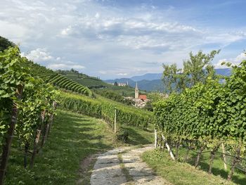 Scenic view of vineyard against sky