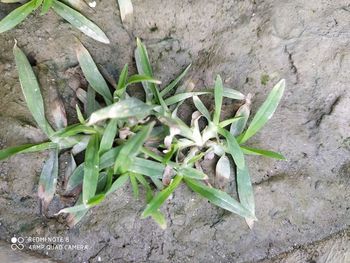 High angle view of plant growing on field