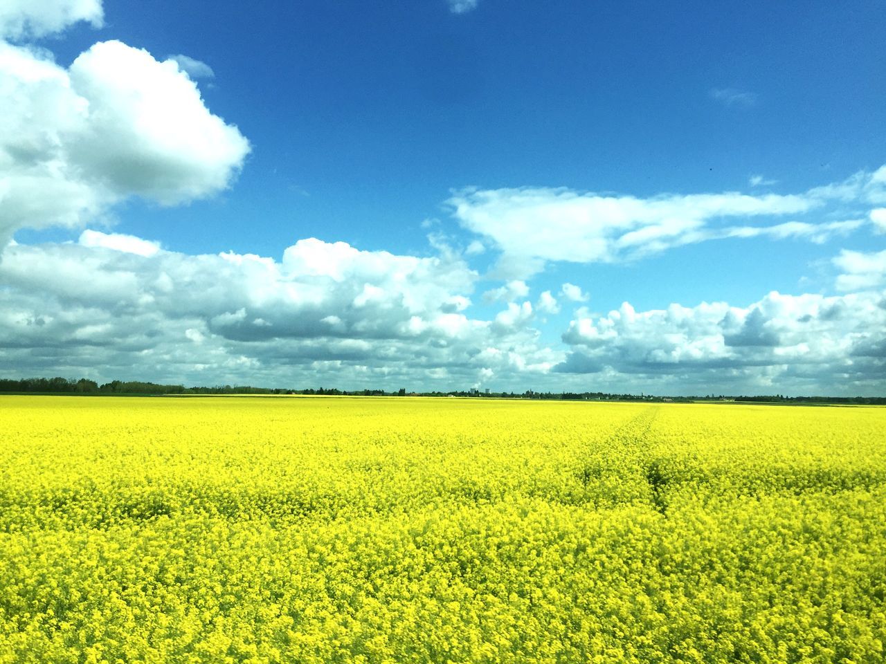 yellow, agriculture, rural scene, field, flower, beauty in nature, landscape, sky, tranquil scene, farm, growth, scenics, tranquility, nature, oilseed rape, crop, cloud - sky, freshness, cloud, abundance