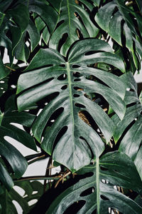 High angle view of wet leaves