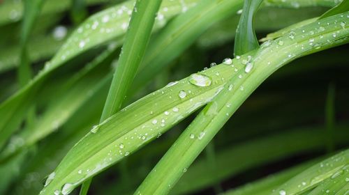 Full frame shot of wet grass