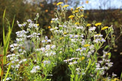 Close-up of white flowering plants on field