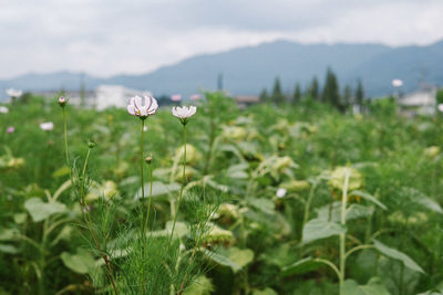Close-up of flowering plants on land against sky