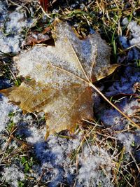 High angle view of snow covered leaves