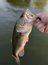Old hickory bass 