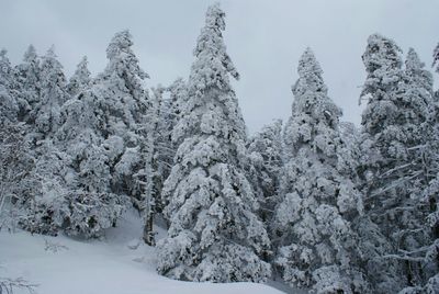 Snow covered landscape