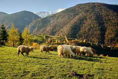 Sheep in magura, carpathian mountains