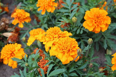 Close-up of marigolds blooming outdoors