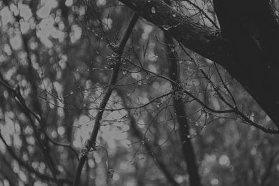 Close-up of bare trees in forest