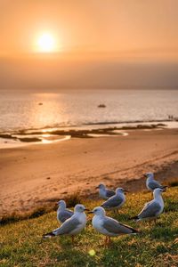 Seagulls on beach against sky during sunset