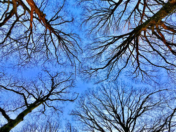 Low angle view of bare trees against sky