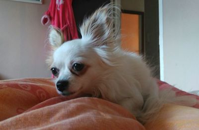 Close-up of dog relaxing on bed at home