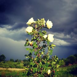 Close-up of yellow flowering plant on field